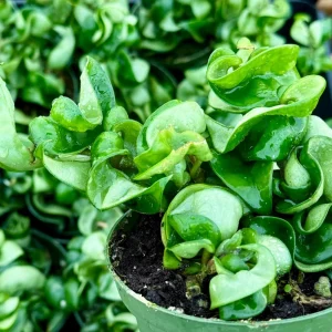 Hoya Hindu Rope Live Plant – Carnosa Compacta – Curly Houseplant in 4" Pot - Image 2