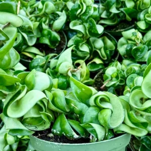 Hoya Hindu Rope Live Plant – Carnosa Compacta – Curly Houseplant in 4