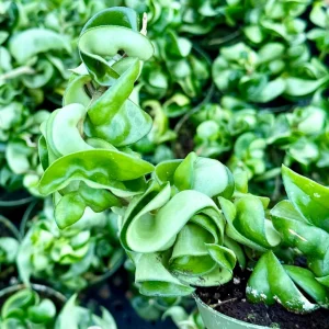 Hoya Hindu Rope Live Plant – Carnosa Compacta – Curly Houseplant in 4