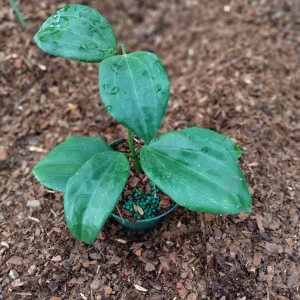 Hoya Quinquenervia Live Plant – 3.25 inch Starter Plant – Indoor Vining Plant - Image 2