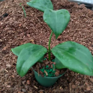 Hoya Quinquenervia Live Plant – 3.25 inch Starter Plant – Indoor Vining Plant - Image 3
