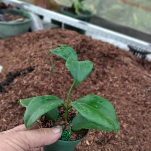 Hoya Quinquenervia Live Plant – 3.25 inch Starter Plant – Indoor Vining Plant - Image 4