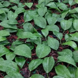 Hoya Quinquenervia Live Plant – 3.25 inch Starter Plant – Indoor Vining Plant - Image 5