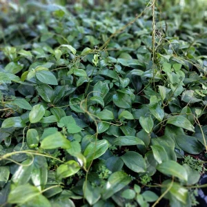 Hoya Quinquenervia Live Plant – 3.25 inch Starter Plant – Indoor Vining Plant - Image 6