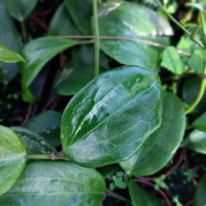 Hoya Quinquenervia Live Plant – 3.25 inch Starter Plant – Indoor Vining Plant - Image 1