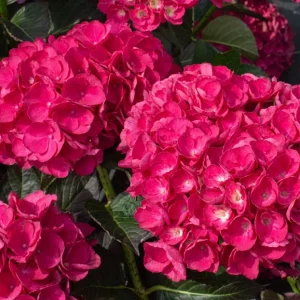 Hydrangea Akadama Live Plant - Pink Flowering Shrub, 6 Inch Starter Plant, Outdoor - Image 1