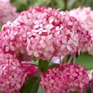 Hydrangea Arborescens Live Plant - Smooth Wild Hydrangea Shrub 5-8 Inch - Image 2
