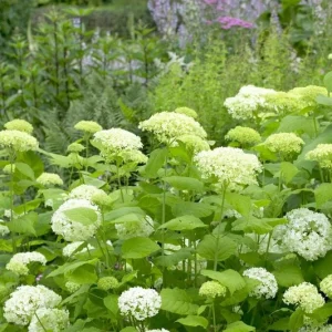 Hydrangea Arborescens Live Plant - Smooth Wild Hydrangea Shrub 5-8 Inch - Image 3