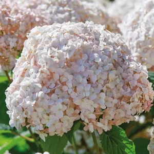 Hydrangea Arborescens Live Plant - Smooth Wild Hydrangea Shrub 5-8 Inch - Image 1