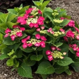 Hydrangea 'Cherry Explosion' Live Plant - Red Lacecap Shrub, 3-5 Inch, Outdoor - Image 1