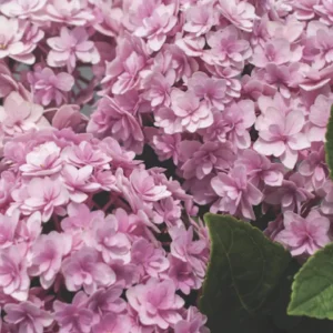 Hydrangea 'Double Down' Live Plant - Pink Mophead Shrub, 3-5 Inch Starter, USDA Zone 6 - Image 1