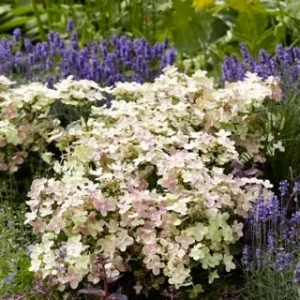 Hydrangea Early Evolution Live Plant - 6-8 Inch Starter Shrub - Deciduous Outdoor - Image 1