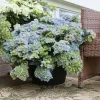 Hydrangea Fairytrail Fresco Live Plant, Cascading Mophead Shrub, 5-7 Inch Starter, Outdoor - Image 1