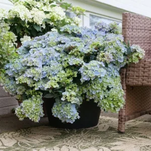Hydrangea Fairytrail Fresco Live Plant, Cascading Mophead Shrub, 5-7 Inch Starter, Outdoor - Image 1