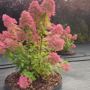 Hydrangea 'Hercules' Live Plant - Starter - 5-7 Inch Tall - Outdoor Shrub - Image 2