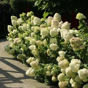 Hydrangea 'Hercules' Live Plant - Starter - 5-7 Inch Tall - Outdoor Shrub - Image 1