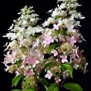 Hydrangea Paniculata 'Confetti' Live Plant - 4-6 Inch Starter Shrub Outdoor - Image 1