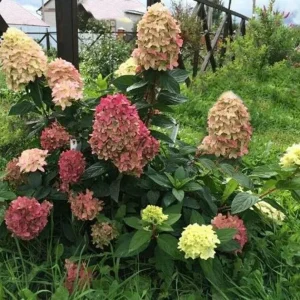 Hydrangea Paniculata 'Graffiti' Live Plant – Starter Shrub 6-8 Inch – Outdoor - Image 1
