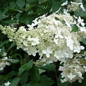 Hydrangea Paniculata Live Plant - 7-10 Inch Starter Shrub - Outdoor, Fall Color - Image 1