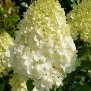 Hydrangea Paniculata 'Polar Bear' Live Plant – 5-7 Inch Starter – Outdoor Shrub - Image 1