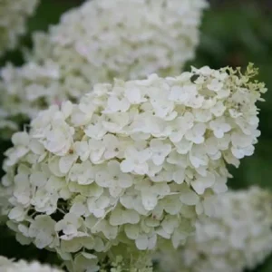 Hydrangea Paniculata 'Silver Dollar' Live Plant – 8-12 Inch Starter – Outdoor - Image 1