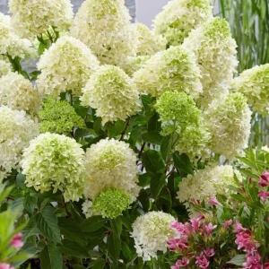 Hydrangea Paniculata Skyfall Live Plant – 6 Inch Starter – White to Pink Flowers - Image 1