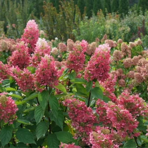 Hydrangea Pinky Winky Prime Live Plant - 7-12 Inch Tall, White to Pink Blooms, Outdoor Shrub - Image 1