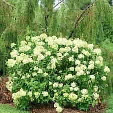 Hydrangea Powerball Live Plant - Deciduous Shrub, 6-8 Inch Starter, Outdoor - Image 2