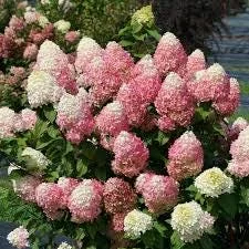 Hydrangea Powerball Live Plant - Deciduous Shrub, 6-8 Inch Starter, Outdoor - Image 1