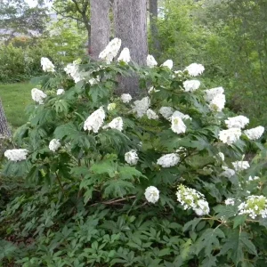 Hydrangea Quercifolia 'Snow Queen' - Oakleaf Hydrangea Live Plant - 3x4 Inch Pot - Image 1