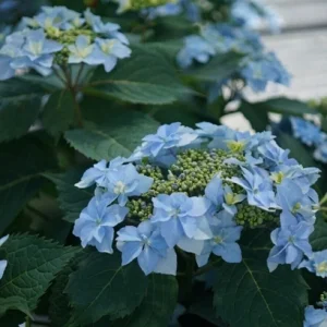 Hydrangea Serrata Tuff Stuff Ah Ha Live Plant – 4-6 Inch Starter Plant – Reblooming Shrub for Zones 5-9 - Image 1