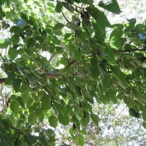 Illinois Everbearing Mulberry Tree - Live Plant - Excellent Fruit - 12" Tall - Image 2