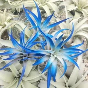 Indigo Air Plant Tillandsia - Dark Blue Enhanced Live Plant, 4-6 inches, Indoor - Image 1