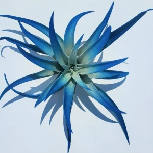 Indigo Dark Blue Air Plant Tillandsia Live Plant, 4-6 inches, Low Maintenance Indoor Decor - Image 1