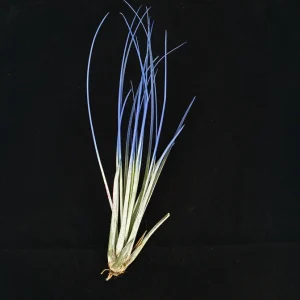 Indigo Juncea Air Plant Tillandsia Live Plant – 4-7 inch – Easy Care Indoor - Image 1