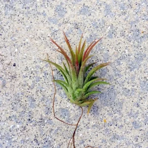 Iona Air Plant Tillandsia Ionantha Live Plant - 1-3 inch Tropical Indoor - Image 1