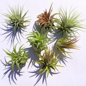 Iona Tillandsia Air Plant 3-Pack - Live Terrarium Plant, 1-3 Inch, Indoor - Image 1