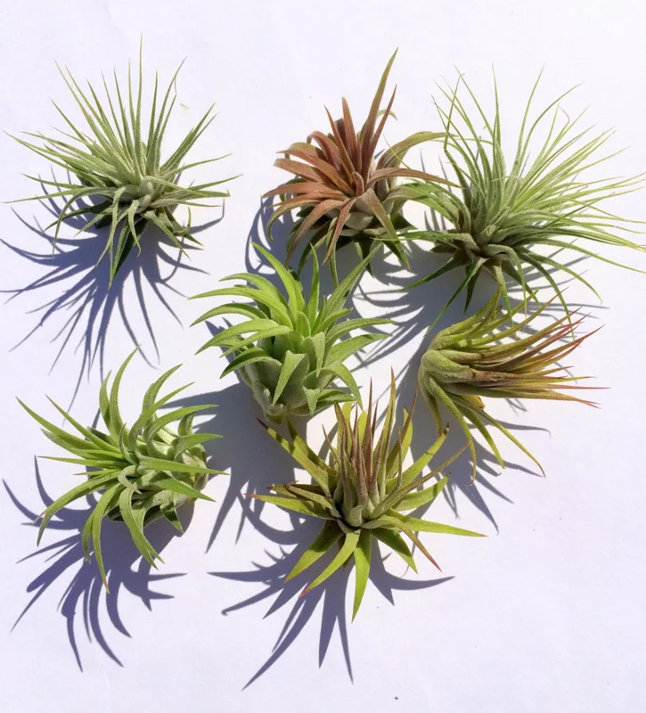 Iona Tillandsia Air Plant 3-Pack - Live Terrarium Plant, 1-3 Inch, Indoor - Image 1