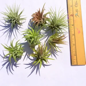 Iona Tillandsia Air Plant 3-Pack - Live Terrarium Plant, 1-3 Inch, Indoor - Image 2