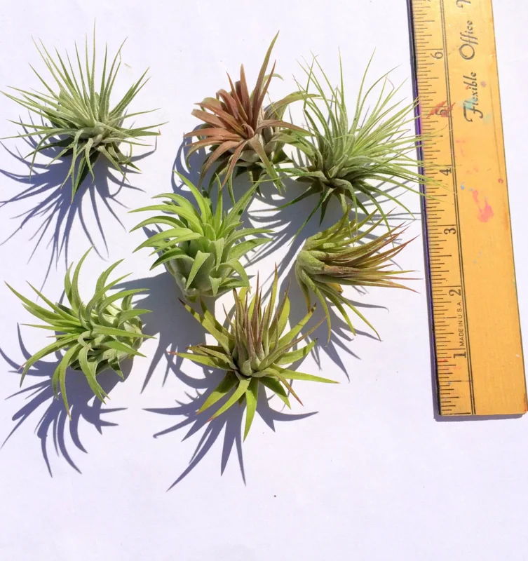 Iona Tillandsia Air Plant 3-Pack - Live Terrarium Plant, 1-3 Inch, Indoor - Image 2