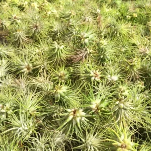 Iona Tillandsia Air Plant 3-Pack - Live Terrarium Plant, 1-3 Inch, Indoor - Image 3