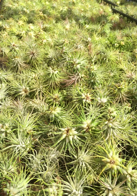 Iona Tillandsia Air Plant 3-Pack - Live Terrarium Plant, 1-3 Inch, Indoor - Image 3