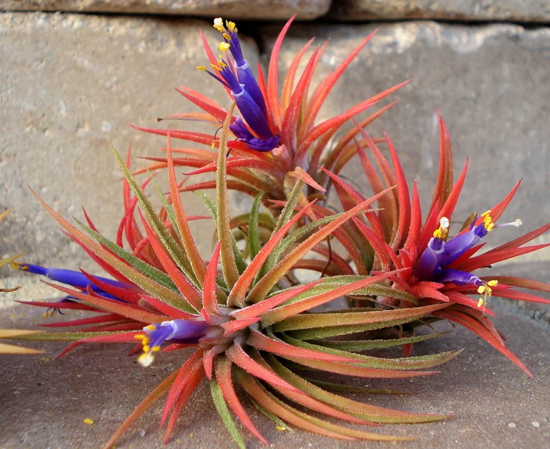 Iona Tillandsia Air Plant 3-Pack - Live Terrarium Plant, 1-3 Inch, Indoor - Image 4