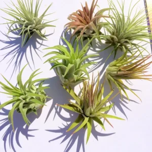 Iona Tillandsia Air Plant 3-Pack - Live Terrarium Plant, 1-3 Inch, Indoor - Image 5
