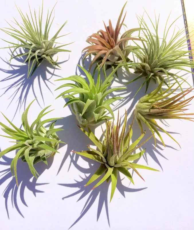 Iona Tillandsia Air Plant 3-Pack - Live Terrarium Plant, 1-3 Inch, Indoor - Image 5