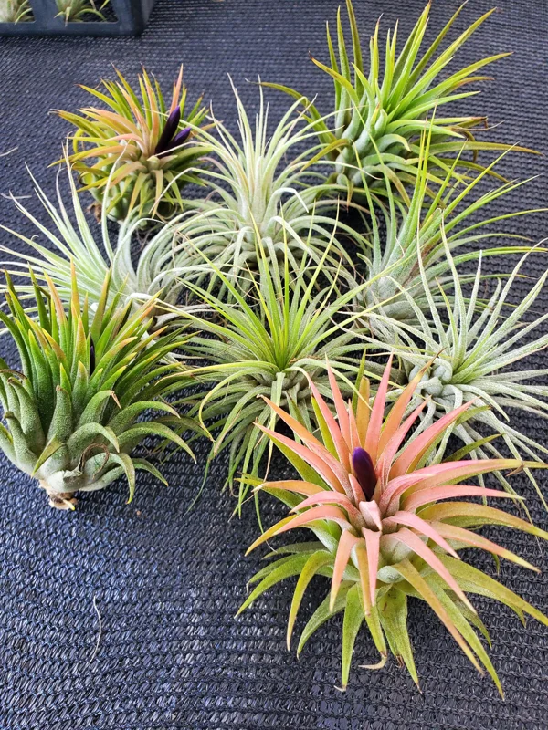 Iona Tillandsia Air Plant 3-Pack - Live Terrarium Plant, 1-3 Inch, Indoor - Image 6