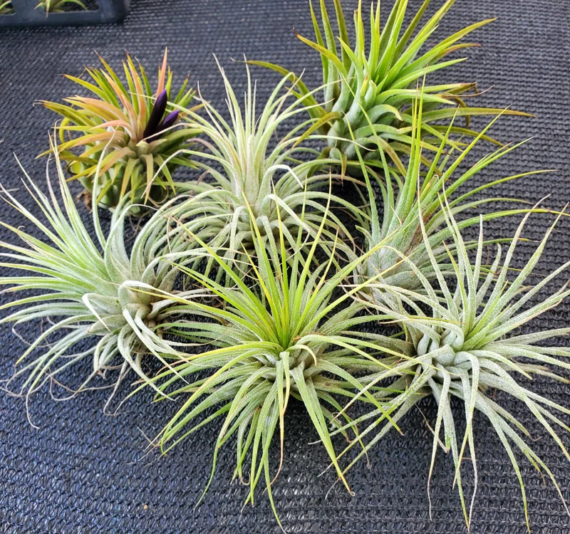 Iona Tillandsia Air Plant 3-Pack - Live Terrarium Plant, 1-3 Inch, Indoor - Image 7
