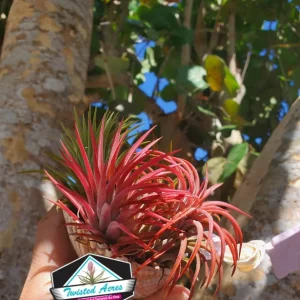 Iona Tillandsia Air Plant 3-Pack - Live Terrarium Plant, 1-3 Inch, Indoor - Image 8
