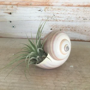 Iona Tillandsia Air Plant Live Plant – Snail Seashell Planter – Low Maintenance Indoor Decor, 2-4 inches - Image 2