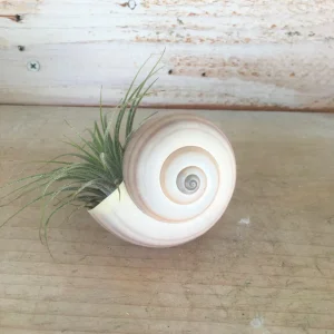 Iona Tillandsia Air Plant Live Plant – Snail Seashell Planter – Low Maintenance Indoor Decor, 2-4 inches - Image 1